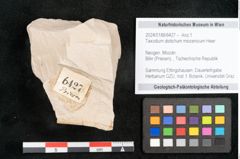 Foto (Objekt + Etikett) von Taxodium distichum miocenicum Heer (NHMW-GEO-2024-0188-6427)